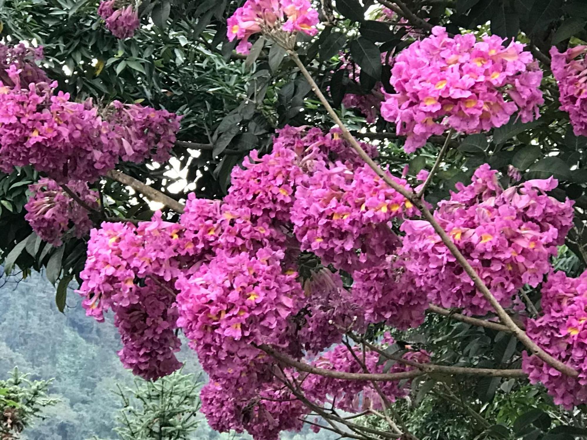يوشيه Bliss Bed And Breakfast المظهر الخارجي الصورة